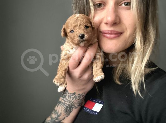 Toy Poodle Yavrular görsel