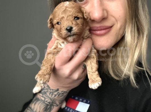 Toy Poodle Yavrular görsel