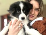 Her Renk Border Collie Yavru