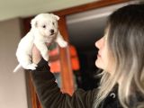 Kore maltese yavrum