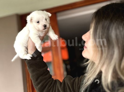 Kore Maltese Yavrum