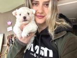Kore Maltese Yavrum