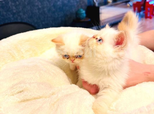 50 Günlük Safkan İran Persi̇an Di̇şi̇ Erkek Yavrularimiz görsel