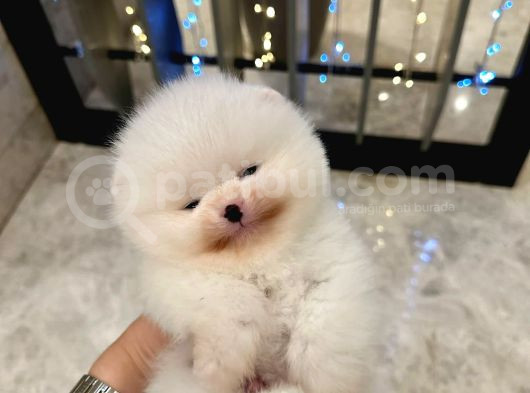 Orjinal Pomeranian Boo Yavruları görsel