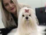 Profesyonel Maltese Yetistiricisinden Harika Yavrularımız