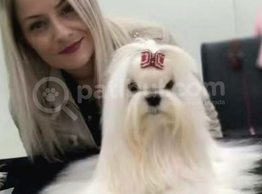 Profesyonel Maltese Yetistiricisinden Harika Yavrularımız görsel