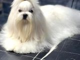 Profesyonel Maltese Yetistiricisinden Harika Yavrularımız