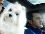 Profesyonel Maltese Yetistiricisinden Harika Yavrularımız