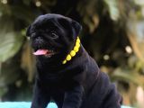 Sıfır Burun Gül Kuyruk Pug Bebekler