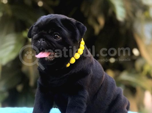 Sıfır Burun Gül Kuyruk Pug Bebekler görsel