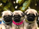 Sıfır burun gül kuyruk pug bebekler
