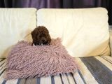 Toy Poodle Yavrular
