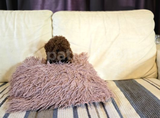 Toy Poodle Yavrular görsel