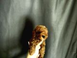 Toy Poodle Yavrular