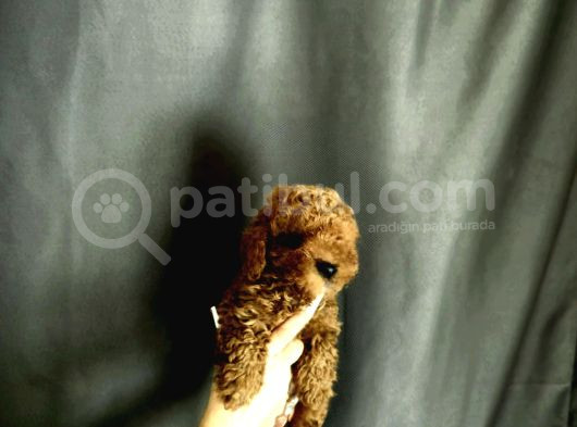 Toy Poodle Yavrular görsel