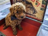 Toy Poodle Yavrular