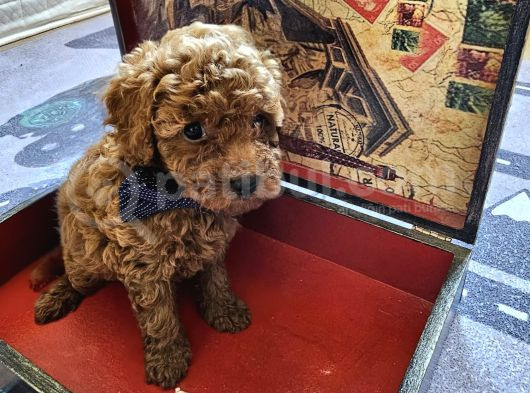 Toy Poodle Yavrular görsel