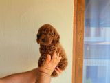 Toy Poodle Yavrular
