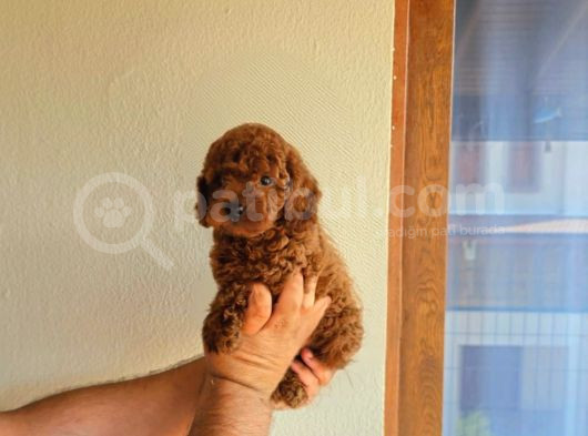 Toy Poodle Yavrular görsel
