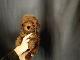 Toy Poodle Yavrular