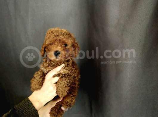Toy Poodle Yavrular