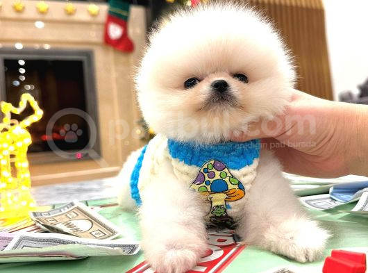 Orjinal Pomeranian Boo Yavruları görsel
