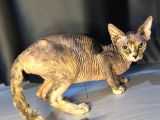 Emsalsiz Devon Rex Yavru