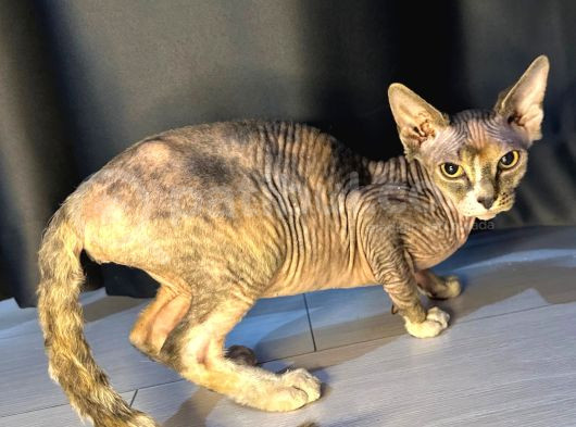 Emsalsiz devon rex yavru
