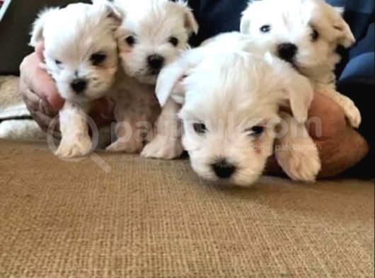A Kalite Maltese Terrier Yavrularımız görsel