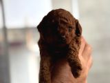 KORE eRKEK YAVRU TOY POODLE