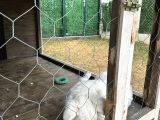 Duyma Engelli Border Collie