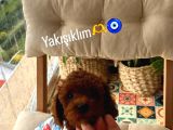 Teacup Kore Poodle Dişi Erkek