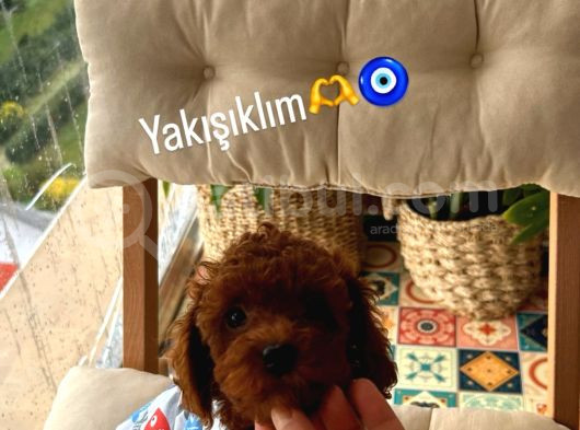 Teacup Kore Poodle Dişi Erkek görsel