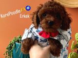 Teacup Kore Poodle Dişi Erkek