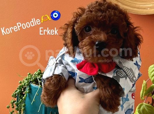 Teacup Kore Poodle Dişi Erkek görsel