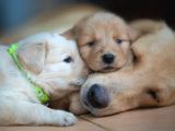 Beybfes golden bebekler
