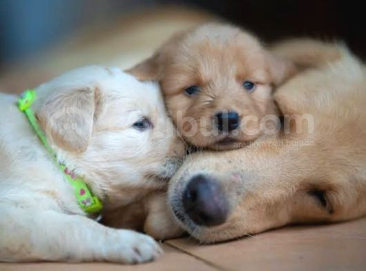 Beybfes Golden Bebekler