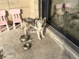 Çekoslavak Wolfdog