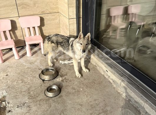Çekoslavak Wolfdog görsel