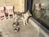Çekoslavak wolfdog