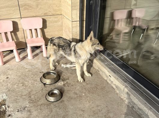 Çekoslavak Wolfdog