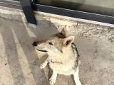 Çekoslavak Wolfdog