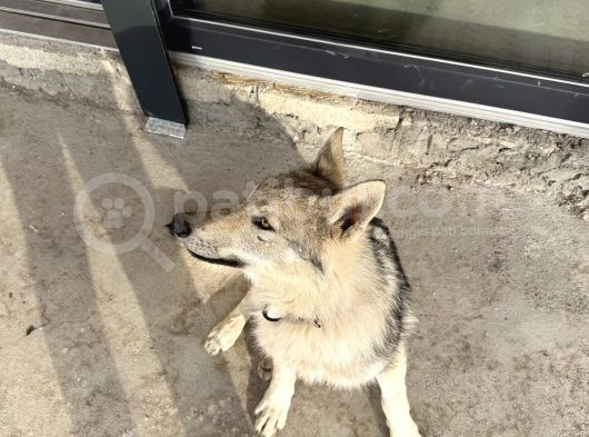 Çekoslavak Wolfdog görsel