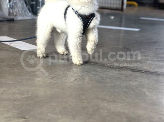 Ayıcık Surat 12 Aylık Erkek görsel