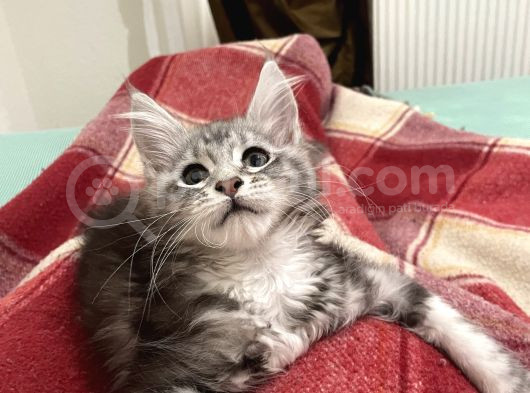 Safkan Black Silver Shaded