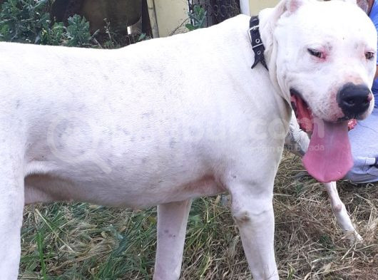 2 Aylık Orijinal Kaliteli Diş I Yavrularımız İstanbul görsel