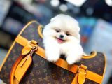 Orjinal pomeranian boo yavruları