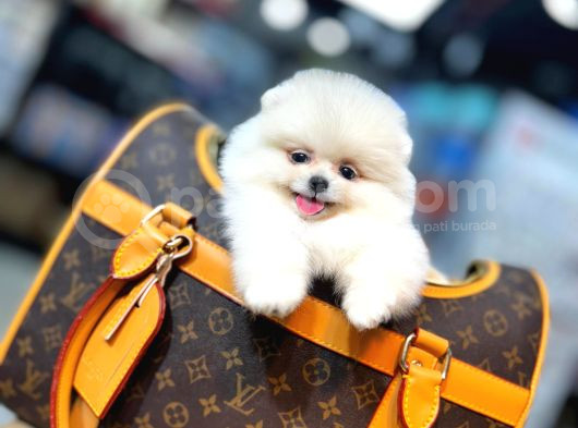 Orjinal Pomeranian Boo Yavruları