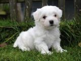 Maltesse terrier cinsi mini Boy Puppy Kar beyaz
