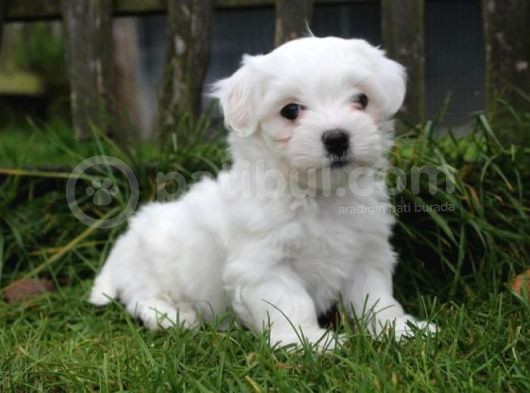 Maltesse Terrier Cinsi Mini Boy Puppy Kar Beyaz